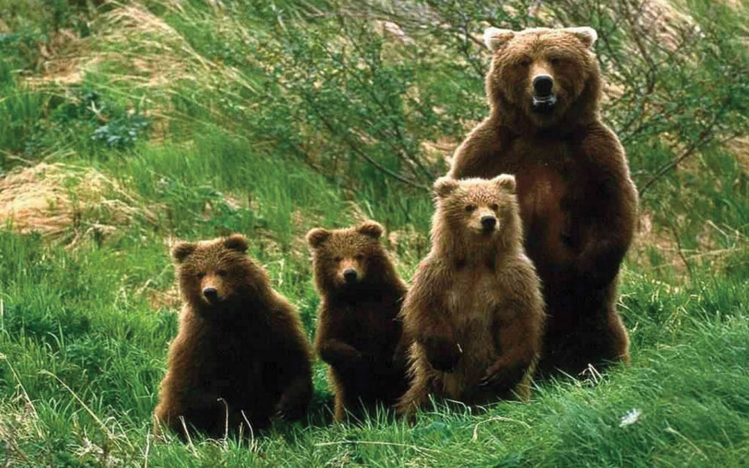 IL PARCO NAZIONALE D’ABRUZZO